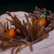 Clownfish